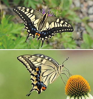 蝶々 の 種類